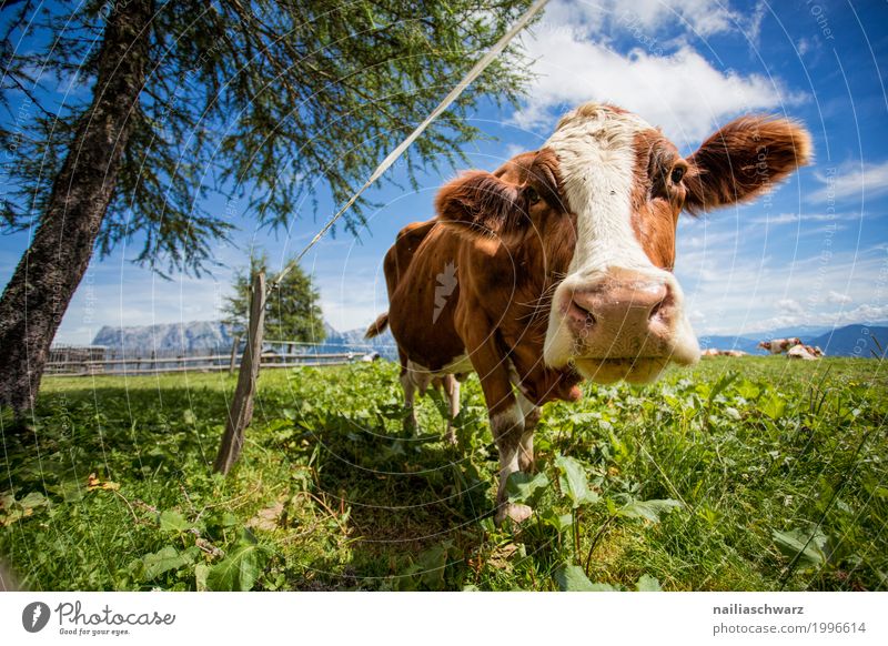 happy cow on the mountain pasture Summer Farmer Agriculture Forestry Environment Nature Landscape Plant Animal Grass Meadow Field Alps Mountain Alpine pasture