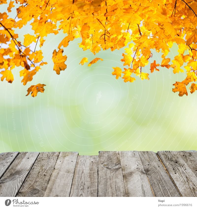 Orange fall leaves over wooden desk Style Design Beautiful Summer Table Wallpaper Art Environment Nature Plant Sunlight Autumn Beautiful weather Tree Bushes