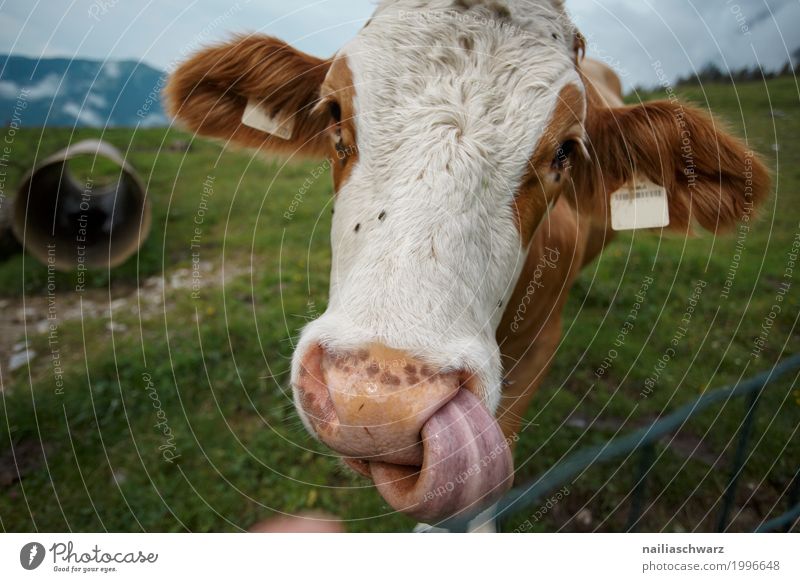 cow Summer Farm Farmer Agriculture Forestry Nature Landscape Meadow Alps Mountain Austria Animal Farm animal Cow Animal face 1 Stove & Oven Observe To feed