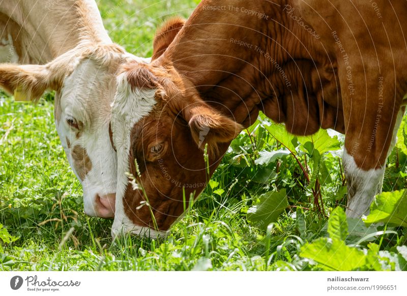 tenderness Summer Agriculture Forestry Environment Nature Spring Grass Alpine pasture Meadow Field Village Farm Animal Pet Farm animal Cow 2 Animal family