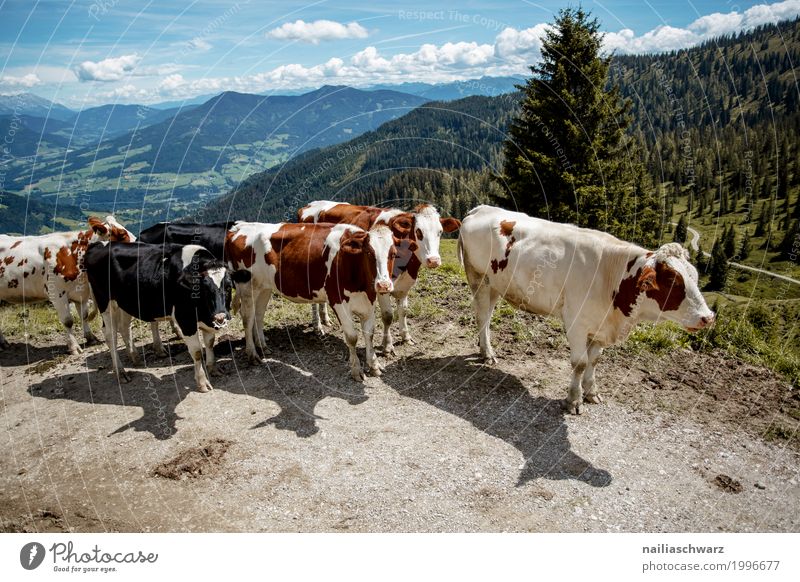 Cows in Alps Summer Agriculture Forestry Field Hill Mountain Animal Farm animal Group of animals Herd Walking Hiking Healthy Together Happy Infinity Natural