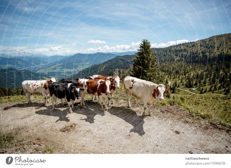 Cow herd in Alps Summer Agriculture Forestry Environment Nature Landscape Sky Spring Beautiful weather Meadow Mountain Animal Group of animals Herd Observe