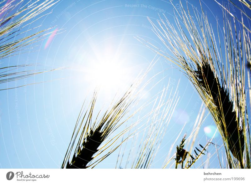 wishful thinking Environment Nature Landscape Cloudless sky Spring Summer Autumn Climate change Beautiful weather Plant Agricultural crop Power Cornfield Grain