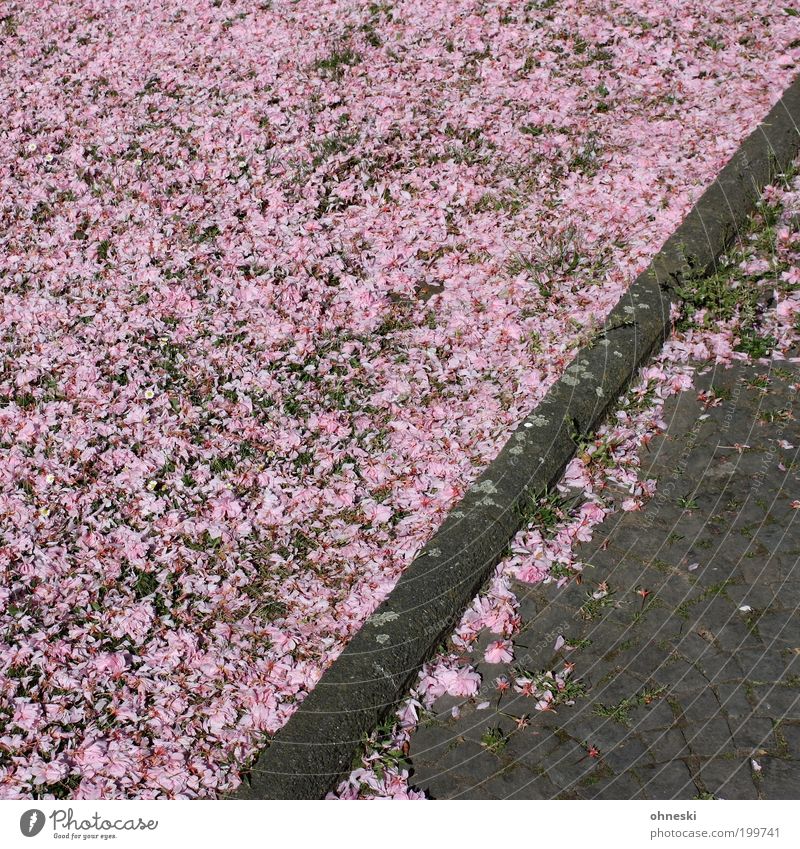...Blossoms Environment Nature Spring Cherry blossom Lanes & trails Sidewalk Blossoming Happy Joie de vivre (Vitality) Spring fever Pink Colour photo
