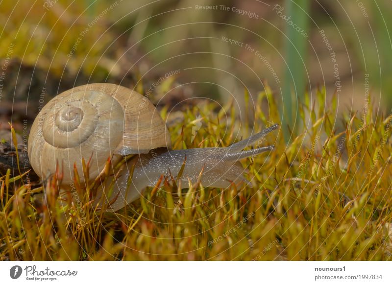 in the moss forest Animal Sunlight Spring Plant Moss Wild animal Snail 1 Movement Blossoming To dry up Slimy Snail shell Crawl Colour photo Subdued colour