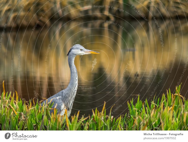 Grey heron in the reed on the lake shore Environment Nature Plant Animal Water Sun Sunrise Sunset Sunlight Beautiful weather Grass Wild plant Common Reed