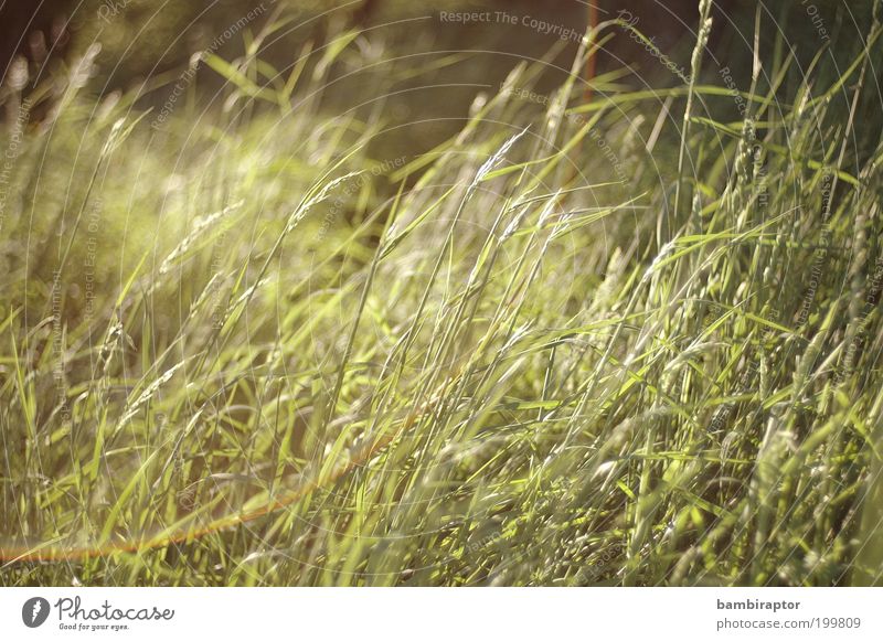 green grass Environment Nature Plant Grass Meadow Green Growth Lens flare Wild plant Untouched Natural growth Colour photo Exterior shot Day Light Reflection
