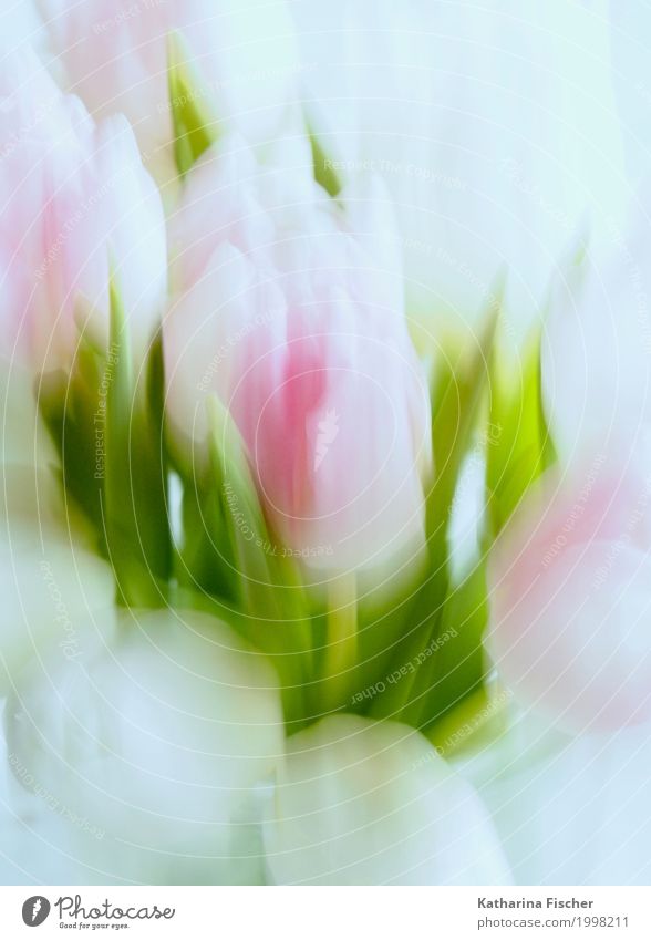 Spring Greetings I Art Nature Plant Summer Tulip Leaf Blossom Esthetic Creativity Ease Watercolors Decoration Mural painting Blossoming Bouquet Colour photo