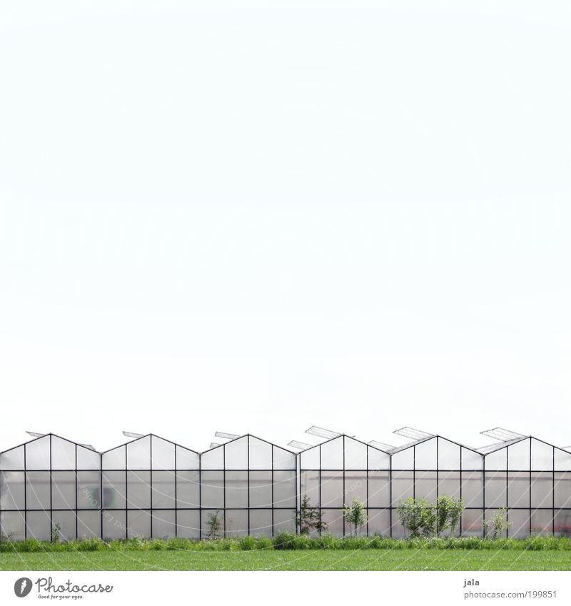 market garden Work and employment Gardening Economy Agriculture Forestry Sky Climate Plant Agricultural crop Outskirts House (Residential Structure)