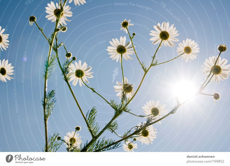 blue-white pipe dream Plant Cloudless sky Sunlight Summer Beautiful weather Flower Blossom Agricultural crop Fragrance Bright Blue White Healthy Chamomile