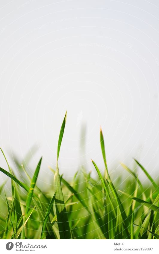 I hear the grass growing Environment Nature Plant Sky Spring Summer Grass Blade of grass Growth Near Natural Under Green Colour photo Multicoloured