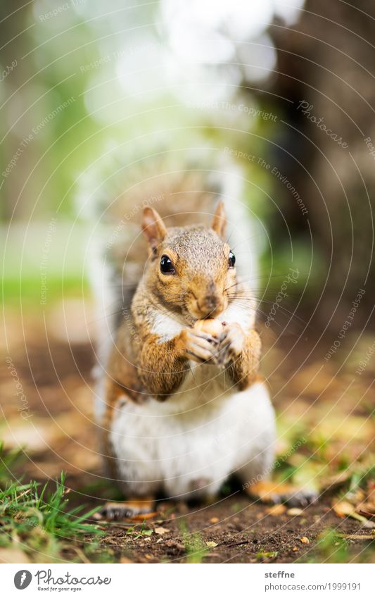 Around the World: Boston Travel photography Tourism Vacation & Travel Round trip around the world steffne Squirrel Nut Winter Autumn Park Rodent