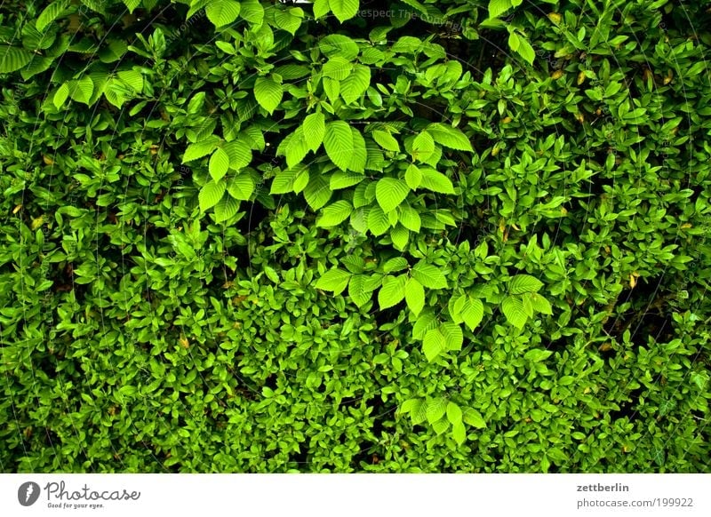 Small and medium leaves Leaf Green Leaf green Oxygen Hedge Relaxation Hiding place Spring Undergrowth Screening Recreation area Foliage plant Boundary line