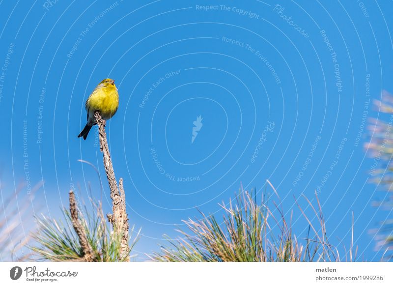 canary bird Tree Animal Bird 1 Sit Fresh Blue Yellow Green Canary bird Vantage point Above on the top Free Colour photo Exterior shot Close-up Deserted