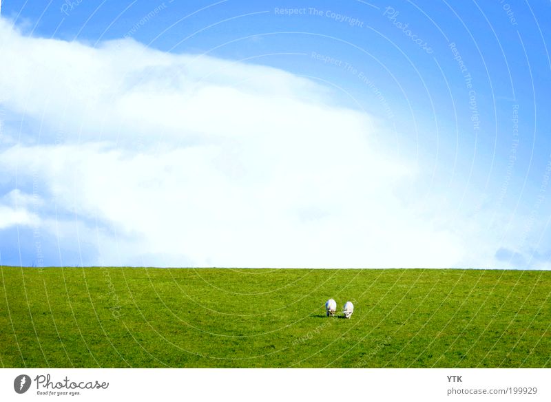 Irish Meadow Nature Plant Animal Sky Clouds Spring Summer Beautiful weather Grass Hill Farm animal 2 Herd Pair of animals To feed Growth Free Fresh Green
