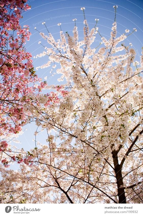 WHITE vs. PINK Environment Nature Landscape Plant Cloudless sky Spring Beautiful weather Warmth Tree Blossom Agricultural crop Wild plant Blossoming Growth