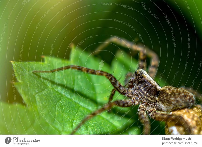 black eye Environment Nature Animal Summer Autumn Plant Leaf Park Meadow Forest Spider 1 Observe Looking Aggression Creepy Near Brown Gold Green Black Dangerous