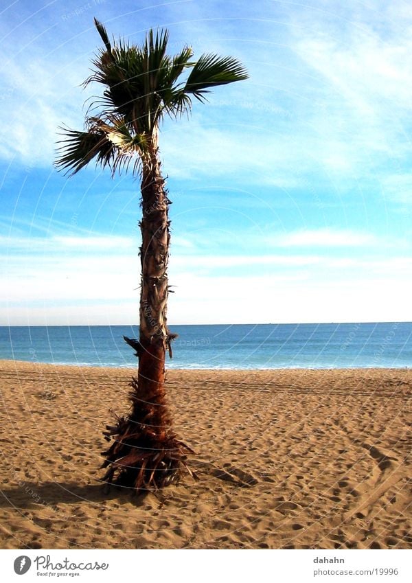 Palm Beach Palm tree Tree Ocean Spain Vacation & Travel Lake Barcelona Europe Sand