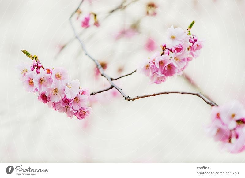 Japanese cherry blossom Plant Spring Tree Blossom Exceptional Beautiful Warmth Blossoming Ornamental cherry Japanese garden Cherry blossom Delicate Pink