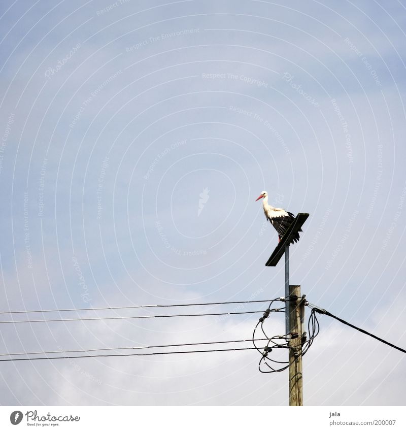 Rattle Rattle Rattle Stork Sky Animal Bird 1 Stand Vantage point Electricity pylon High voltage power line Mythical creature Childhood wish Colour photo