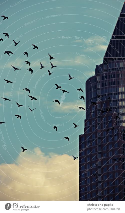 the swarm Freedom Sightseeing City trip Frankfurt High-rise Tower Building Architecture Facade Bird Flock Creepy Equal Attachment Flock of birds Surrealism