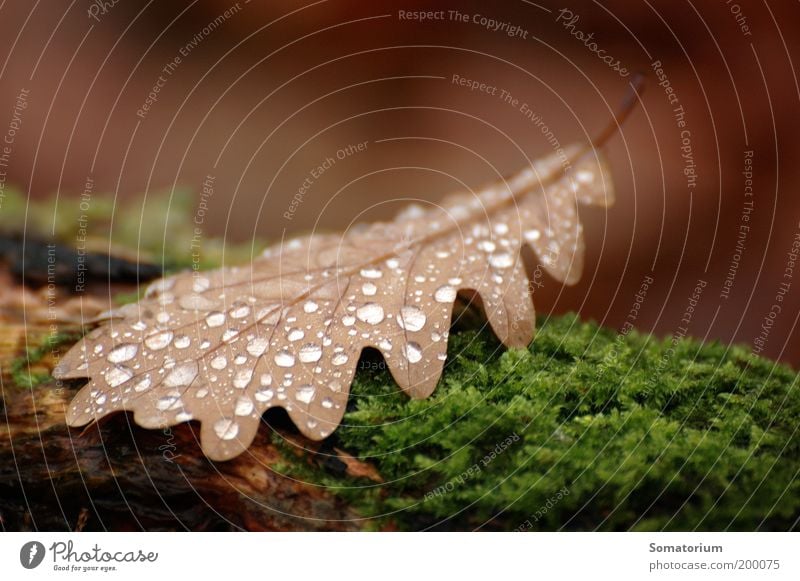 oak leaf Plant Drops of water Autumn Moss Leaf Brown Green Colour photo Macro (Extreme close-up) Deserted Shallow depth of field Dew Damp Wet Day