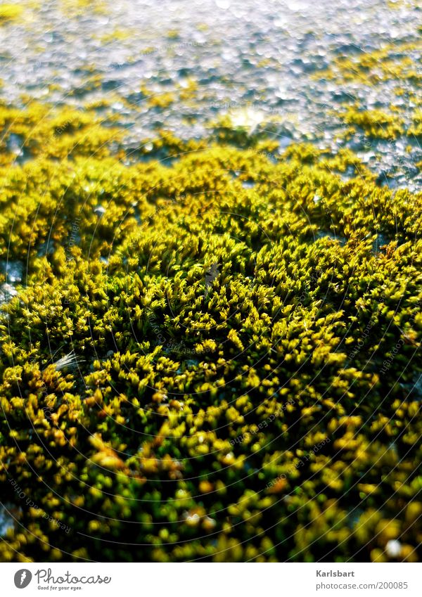 moss. Beautiful Life Calm Environment Nature Plant Moss Foliage plant Stone Gray Green Light Carpet of moss Sunlight Fuzz Natural growth Growth Surface