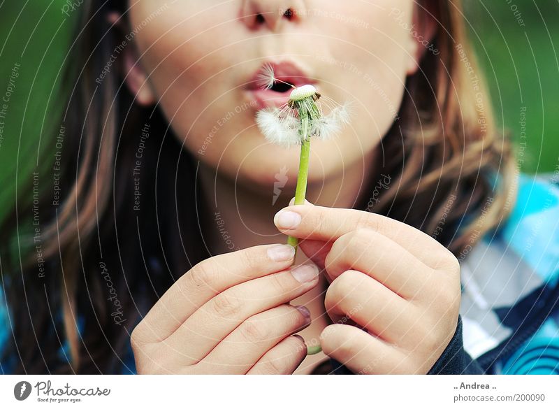dandelion Summer Feminine Woman Adults Face 1 Human being Plant Blossom Blossoming Dandelion Blow Lips Hand Fingers nikonic d80 Weightlessness Easy Airy Breathe