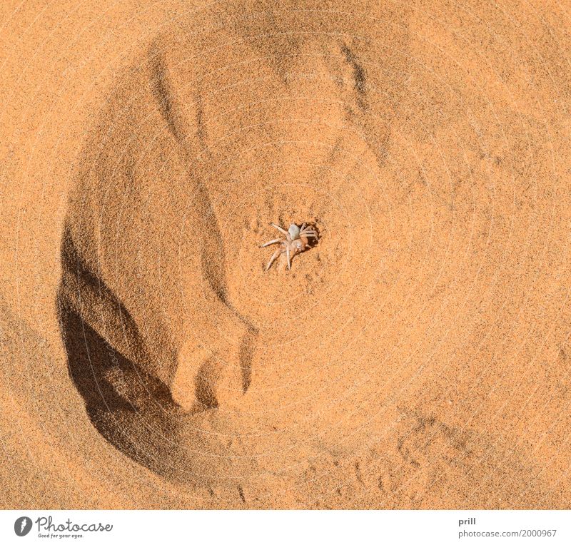 Wheel spider in desert sand Sand Desert Spider Above Brown Red african wheel spider giant crab spider Namibia carparachne aureoflava detail sunny Orange Fine