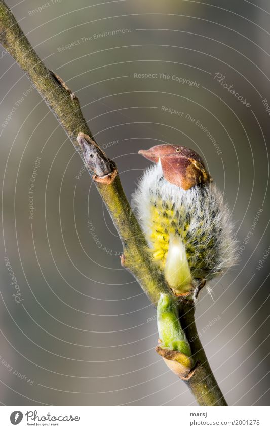 sweet l this very rare bird Nature Spring Catkin Part of the plant Branch Exceptional Authentic Success Funny Spring fever Seed Hairy Cute Soft Blossoming hatch