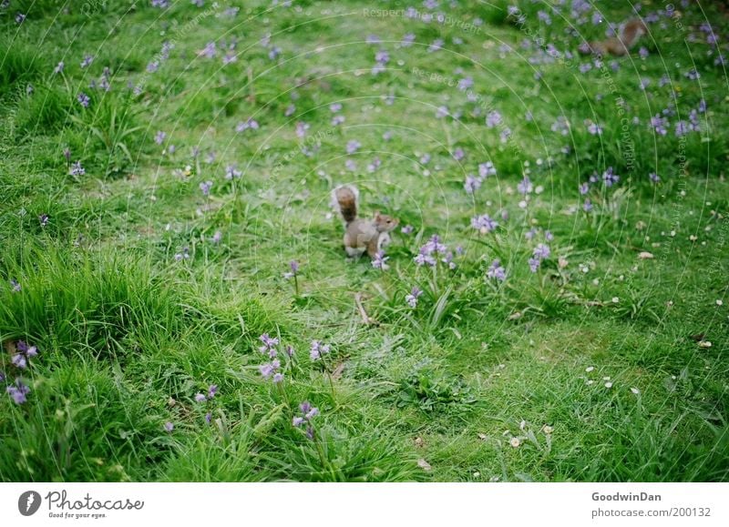 Hyde Park Squirrel Nature Spring Flower Grass Animal 2 Baby animal Observe Wait Small Cute Discover Curiosity Meadow Colour photo Exterior shot Blossoming
