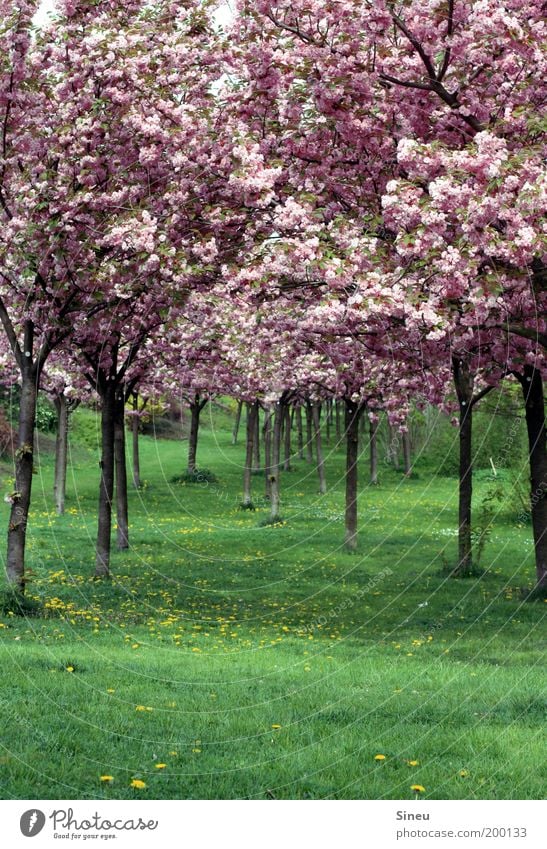 Cherry blossom alley with dandelion Plant Spring Tree Grass Japanese cherry blossom Park Blossoming Fragrance Growth Fresh Beautiful Natural Green Pink Calm