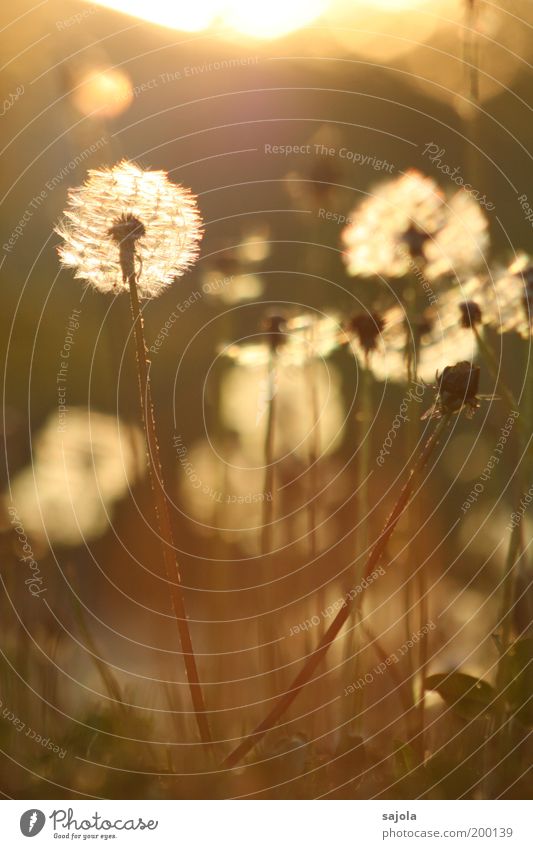 puff flowers ready for take-off Environment Nature Plant Flower Grass Blossom Dandelion Dandelion field Meadow Blossoming Illuminate Stand Faded Esthetic
