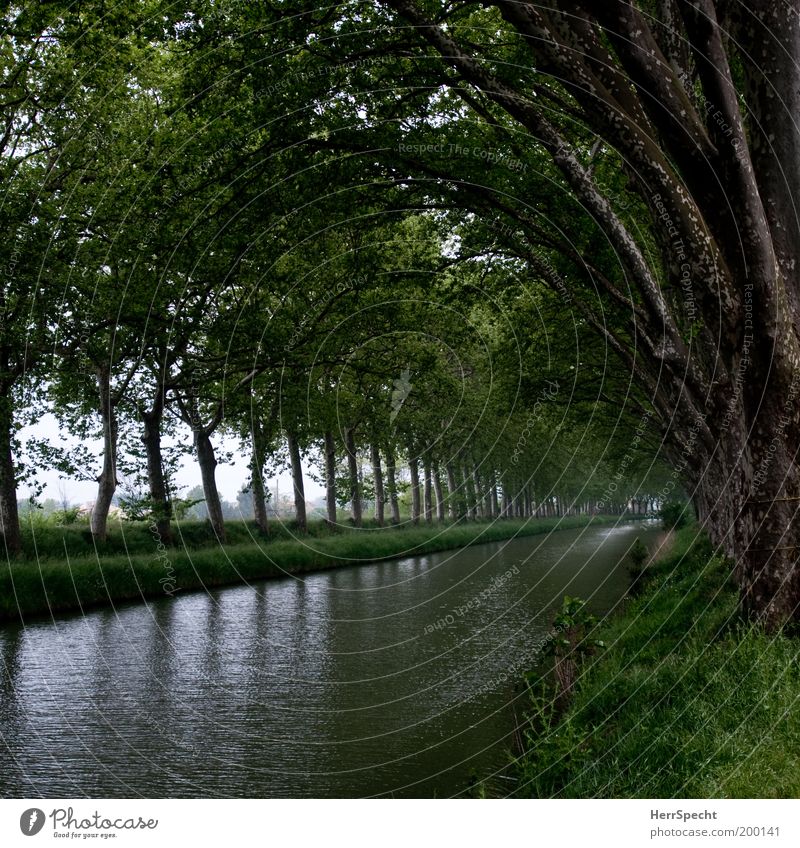 Canal du Midi Nature Landscape Plant Water Spring Summer Tree River bank Channel Inland navigation Green Calm Colour photo Subdued colour Exterior shot Deserted