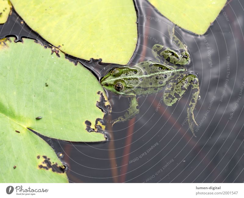 Tree frog sits on gravel path - a Royalty Free Stock Photo from Photocase