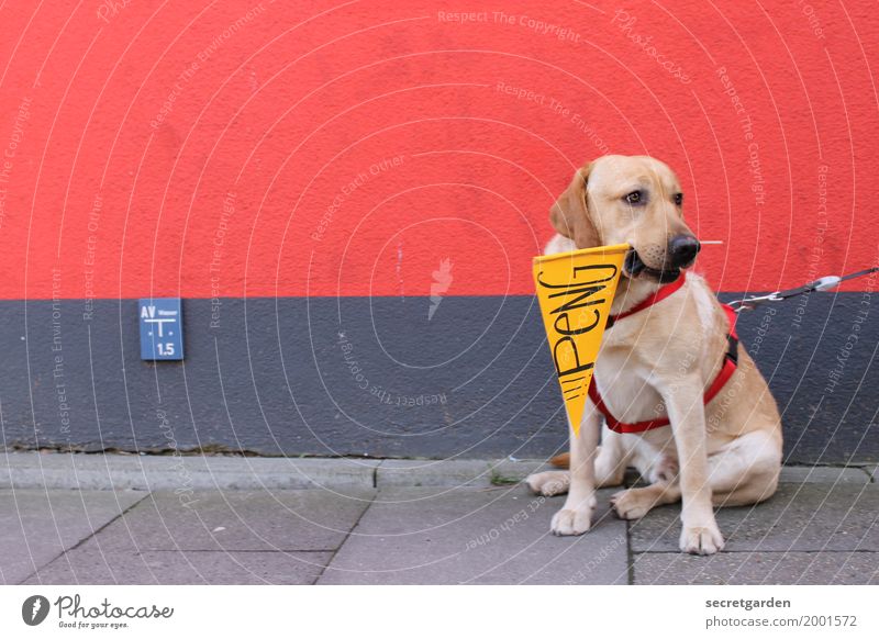 Waiting like this for the bang. Wall (barrier) Wall (building) Sidewalk Animal Dog 1 Concrete Sign Characters Signs and labeling Signage Warning sign Flag Sit