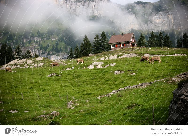 Postcard from Appenzell: 1,10€ Summer vacation Mountain Alpine pasture Chalet vacation Hut Cow Esthetic Fantastic Beautiful Green Happy Happiness Contentment