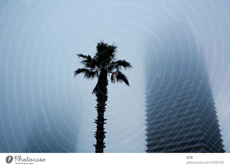 towers, fog and palm tree Colour photo Subdued colour Exterior shot Fog Town Skyline High-rise Manmade structures Building Architecture Threat Mysterious Large