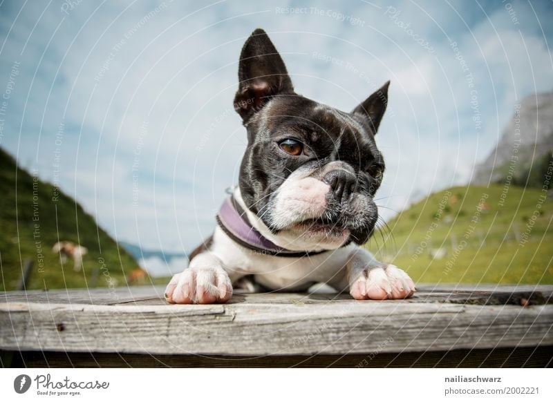 Boston Terrier Relaxation Vacation & Travel Summer Environment Nature Landscape Meadow Field Alps Mountain Animal Pet Dog 1 Observe Discover Lie Looking Brash