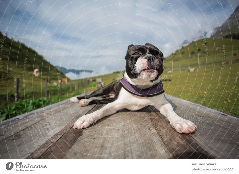 Boston Terrier in Alps Relaxation Vacation & Travel Summer Environment Nature Beautiful weather Mountain Mühlbach at the Hochkönig Animal Pet Dog Cow