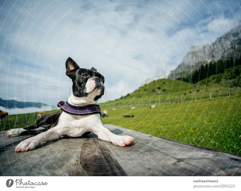 Boston Terrier Joy Vacation & Travel Summer Nature Landscape Sky Beautiful weather Grass Meadow Alps Mountain Animal Pet Dog Animal face Relaxation Lie Playing