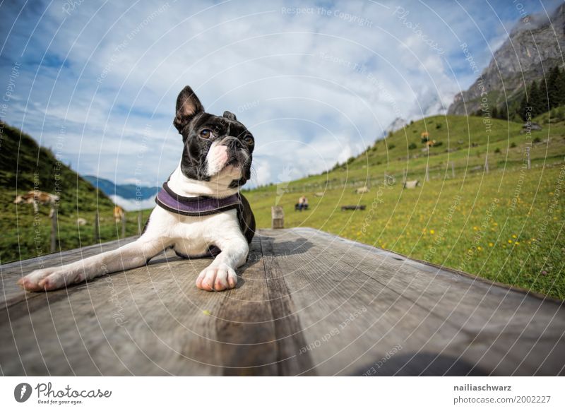 Boston Terrier on the dog sports field Relaxation Vacation & Travel Summer Environment Nature Landscape Beautiful weather Meadow Alps Animal Pet Dog 1 Observe