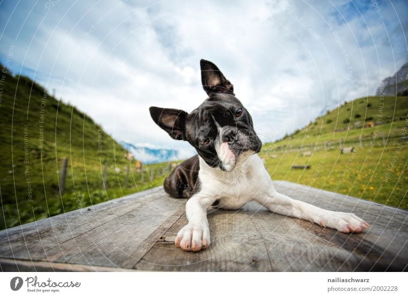 Boston Terrier on the journey Relaxation Vacation & Travel Summer Environment Nature Landscape Spring Beautiful weather Alps Mountain Animal Pet Dog Animal face