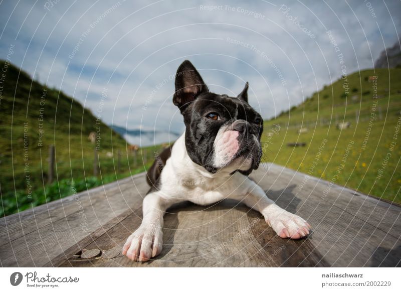 Boston Terrier on the training ground Relaxation Vacation & Travel Summer Landscape Beautiful weather Grass Alps Mountain Animal Pet Dog boston terrier 1