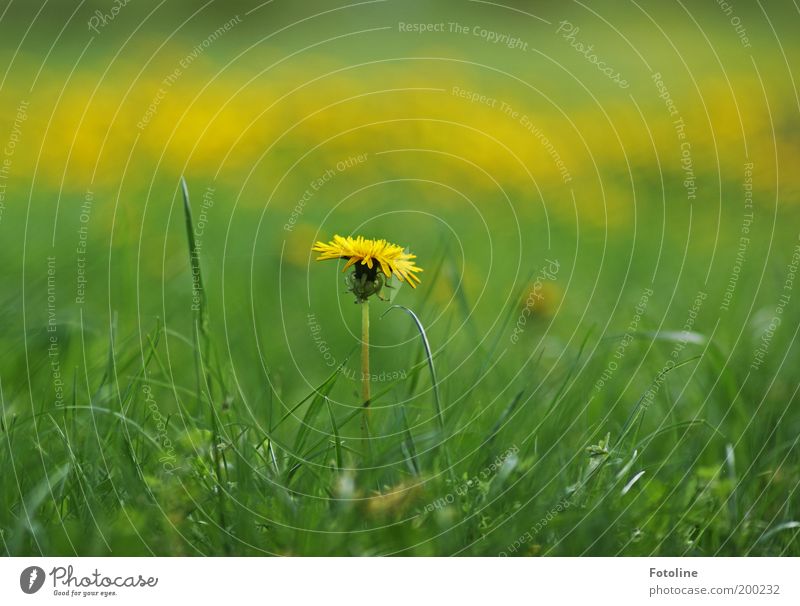 dandelion Environment Nature Landscape Plant Spring Summer Climate Weather Beautiful weather Warmth Flower Grass Blossom Garden Park Meadow Bright Yellow Green