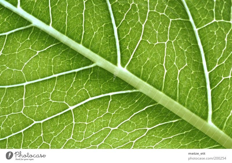 Green stuff under the magnifying glass Nature Plant Leaf Foliage plant Environment Photosynthesis Vessel Cellulose Transmission lines Biology Biological