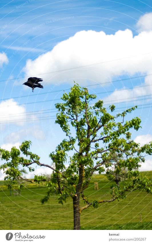 Startled Environment Nature Landscape Plant Animal Sky Clouds Spring Summer Beautiful weather Warmth Tree Grass Leaf Twig Branch Meadow Wild animal Bird Wing