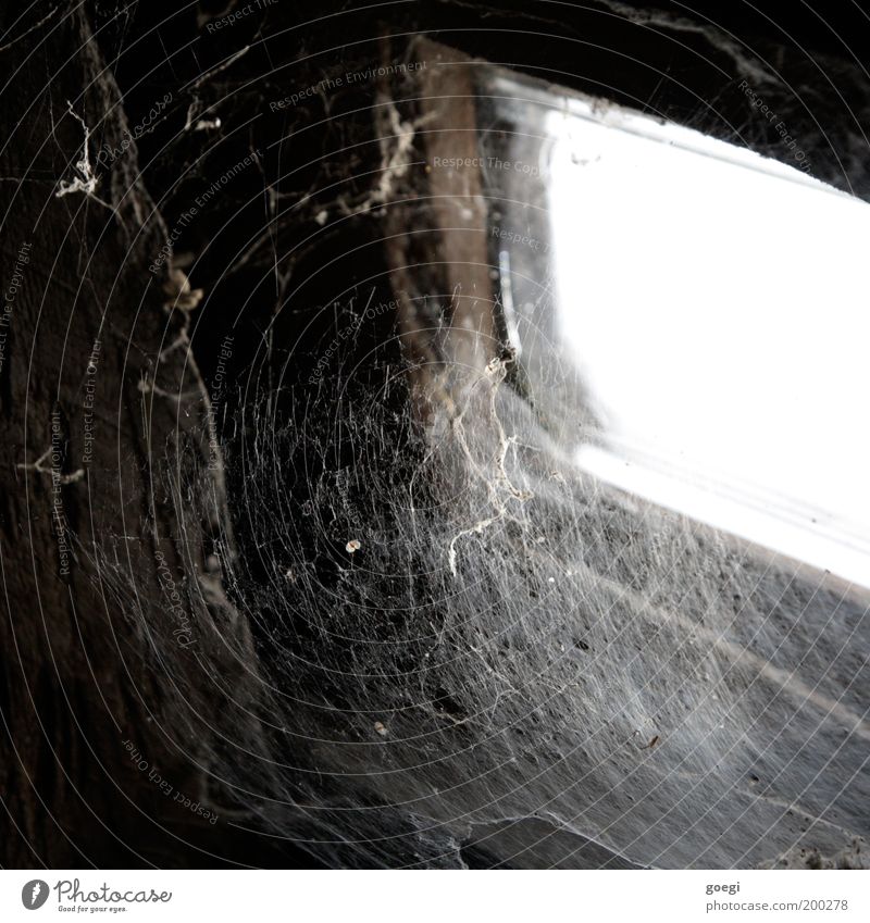 Fie, spider! Window Old Dirty Disgust Decline Spider's web Dust Archaic Untouched Net Attic Skylight Uninhabited Trap Colour photo Subdued colour Interior shot