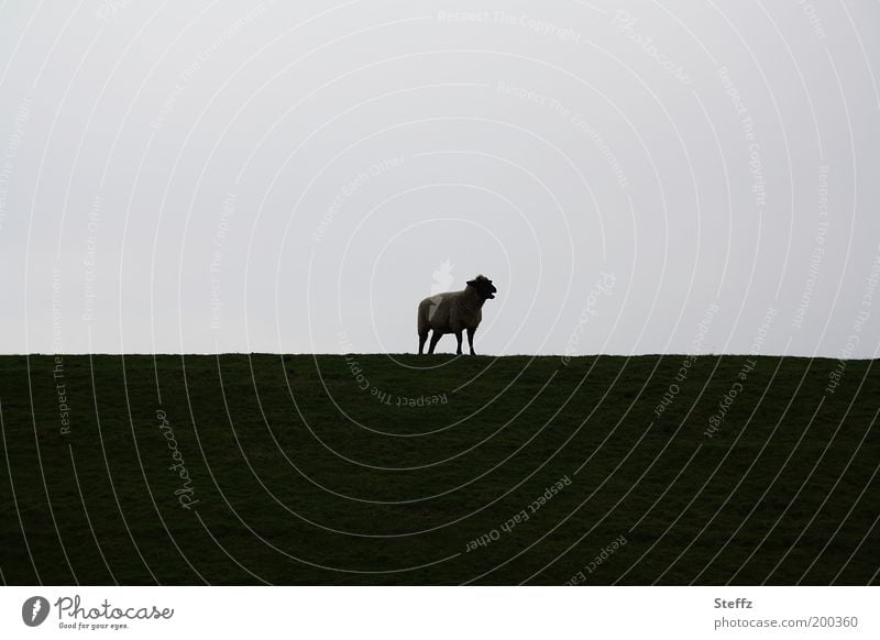 Baa - alone on the dike Dike Sheep dike sheep dike top Baaa Farm animal Silhouette Domestic Nordic on one's own Lonely Loneliness Doomed Lost naturally