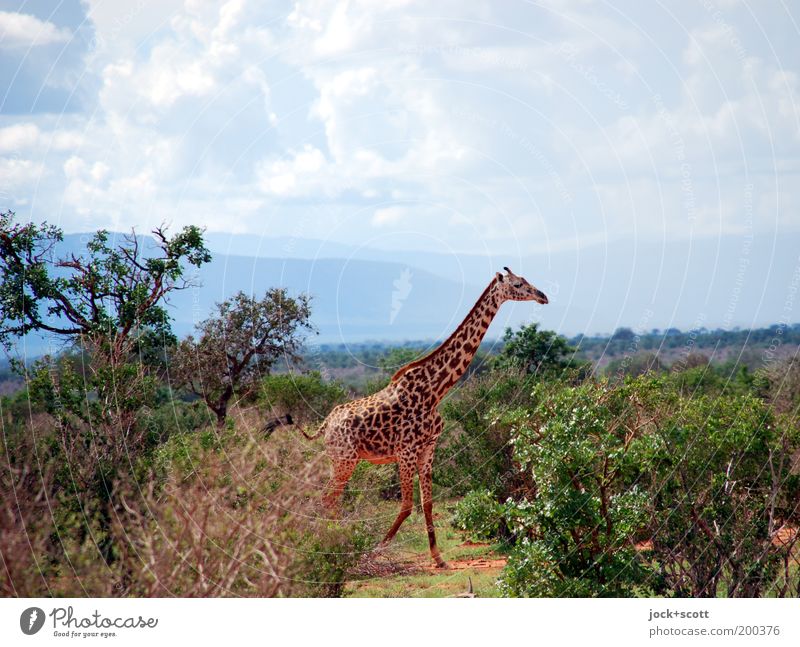big giraffe runs out Safari Landscape Clouds Warmth Bushes Exotic Mountain Savannah Kenya Wild animal Giraffe Walking Authentic Serene Freedom Horizon Tropical